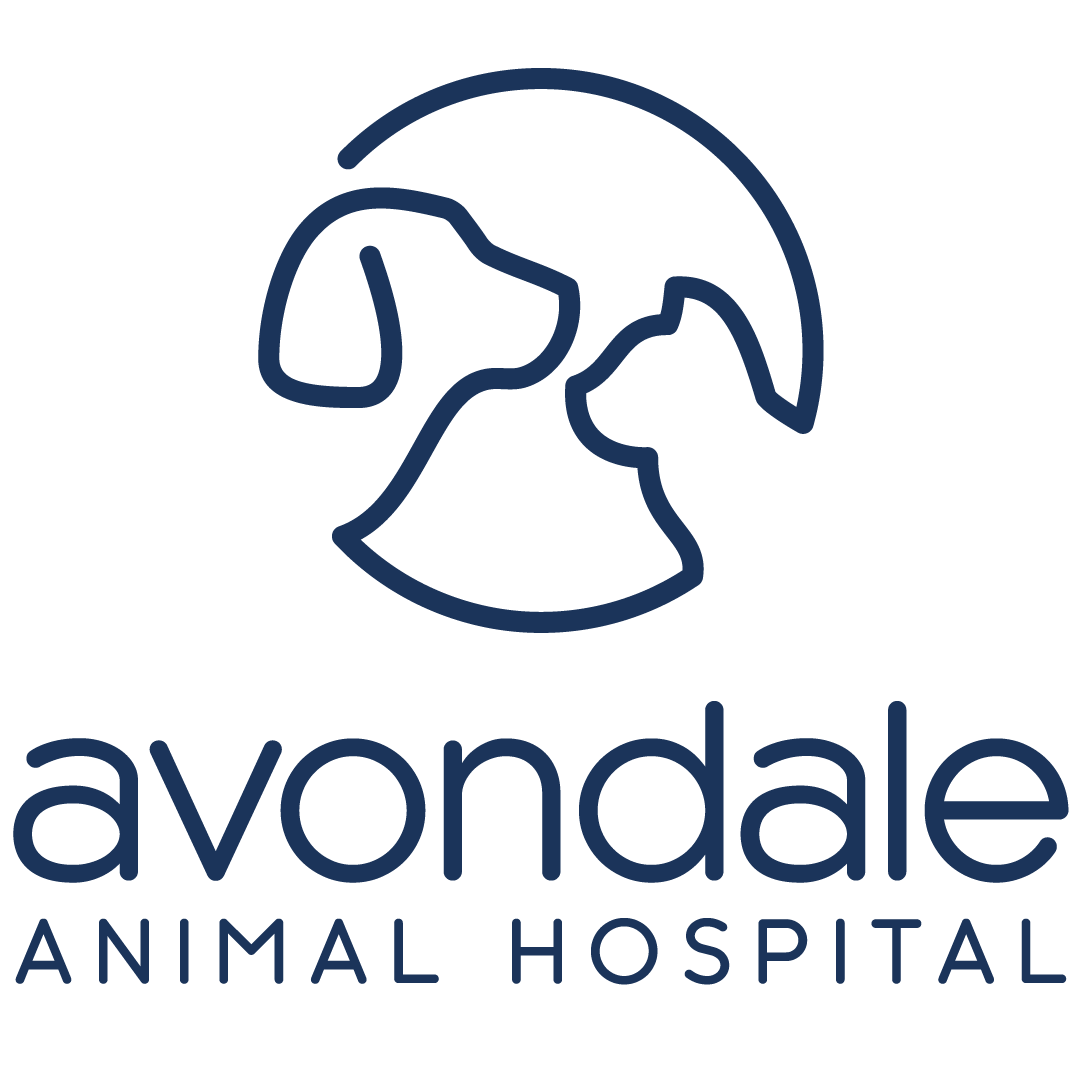 Avondale Animal Hospital - Jacksonville, FL - Home