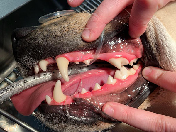 Dental Care Dental Care