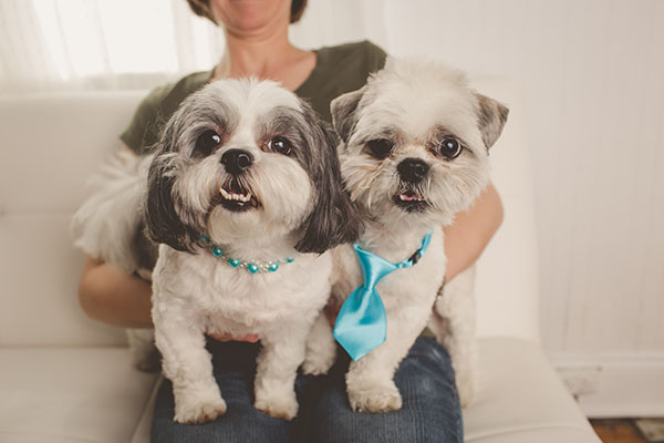 Dogs Dogs